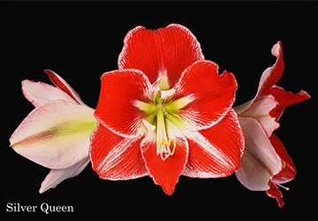 Amaranth Amaryllis